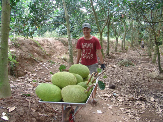 Tiền Giang: Nỗi lo nông dân phá khóm trồng mít Thái tràn lan - 6