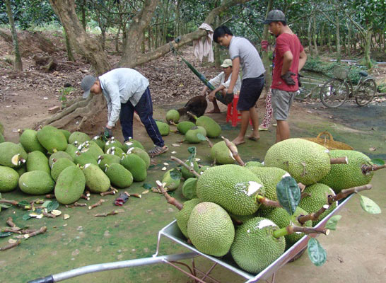 Tiền Giang: Nỗi lo nông dân phá khóm trồng mít Thái tràn lan - 7