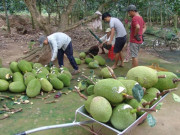 Thị trường - Tiêu dùng - Tiền Giang: Nỗi lo nông dân phá khóm trồng mít Thái tràn lan