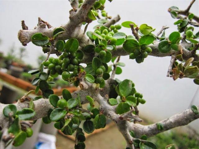 Sam núi bonsai cực quý hiếm lại còn là cây thuốc ở miền Trung