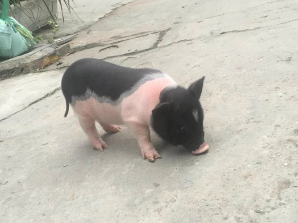 Sự thật về những con lợn mini làm thú cưng có giá bạc triệu - 1