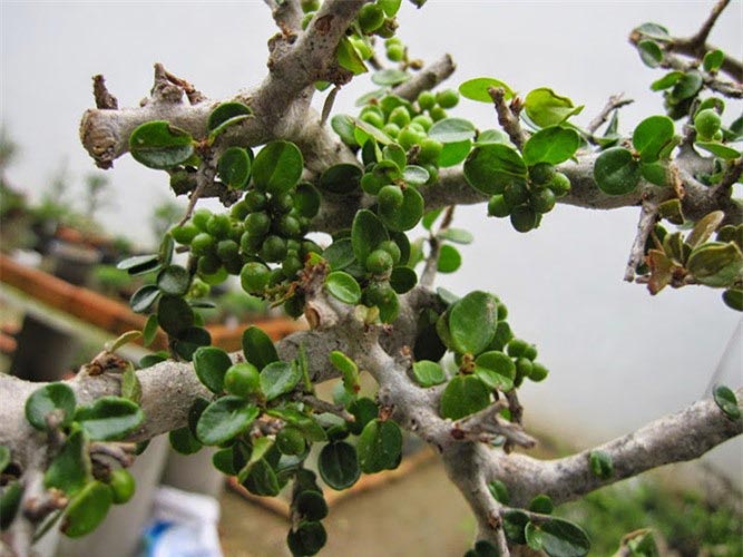 Sam núi bonsai cực quý hiếm lại còn là cây thuốc ở miền Trung - 1