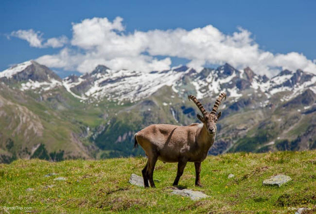 Bạn đã từng xem những con vật 4 chân đứng trên sườn vách núi dựng đứng, đó chính là loài dê núi sừng dài trong vườn quốc gia Gran Paradiso. Khu bảo tồn này cũng là địa điểm lý tưởng dành cho những du khách thích đi bộ đường trường hay các môn thể thao mùa đông.