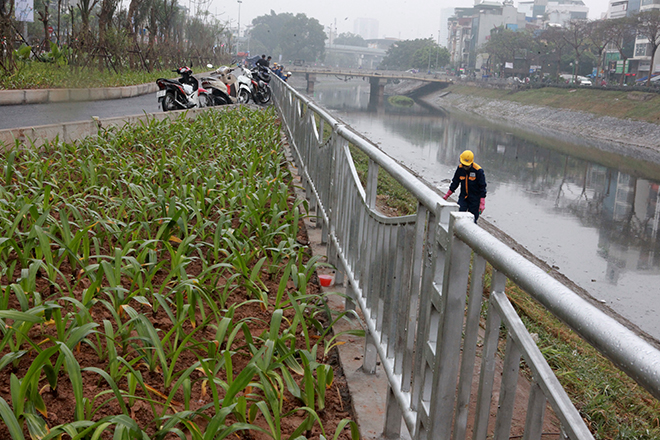 Ngắm đường đi bộ dài 4km ven sông Tô Lịch trước &#34;giờ G&#34; - 10