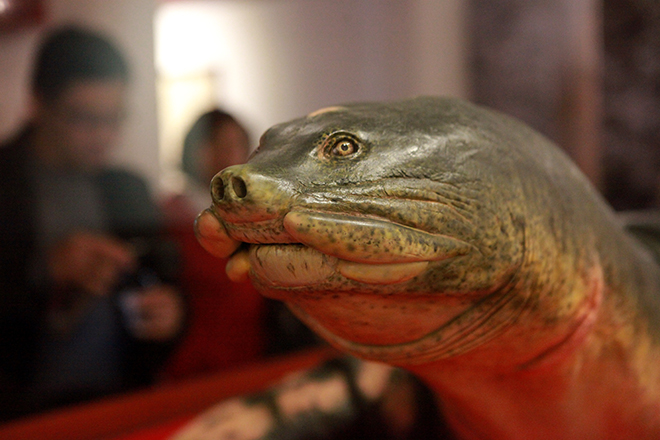 Ngắm tiêu bản cụ rùa Hồ Gươm được "bảo vệ" trong tủ kính bạc tỷ - 4