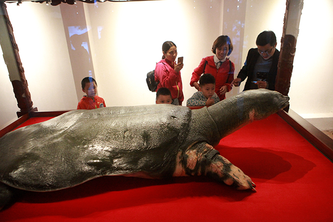 Ngắm tiêu bản cụ rùa Hồ Gươm được "bảo vệ" trong tủ kính bạc tỷ - 2