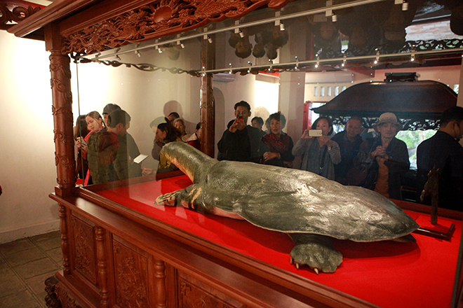 Ngắm tiêu bản cụ rùa Hồ Gươm được "bảo vệ" trong tủ kính bạc tỷ - 1