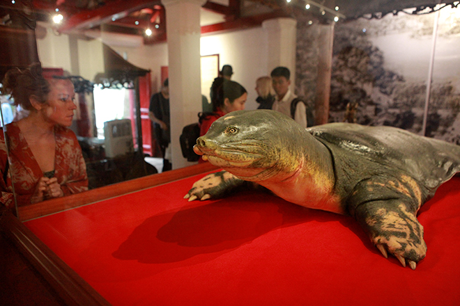 Ngắm tiêu bản cụ rùa Hồ Gươm được "bảo vệ" trong tủ kính bạc tỷ - 3