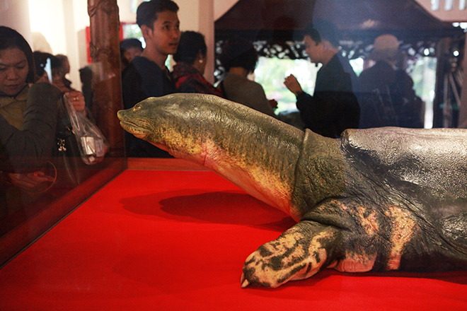 Ngắm tiêu bản cụ rùa Hồ Gươm được "bảo vệ" trong tủ kính bạc tỷ - 7