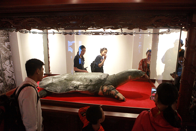 Ngắm tiêu bản cụ rùa Hồ Gươm được "bảo vệ" trong tủ kính bạc tỷ - 5