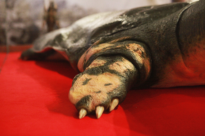 Ngắm tiêu bản cụ rùa Hồ Gươm được "bảo vệ" trong tủ kính bạc tỷ - 8