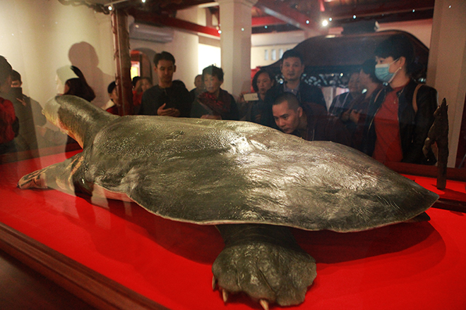 Ngắm tiêu bản cụ rùa Hồ Gươm được "bảo vệ" trong tủ kính bạc tỷ - 6