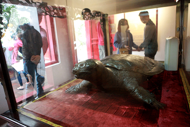 Ngắm tiêu bản cụ rùa Hồ Gươm được "bảo vệ" trong tủ kính bạc tỷ - 12