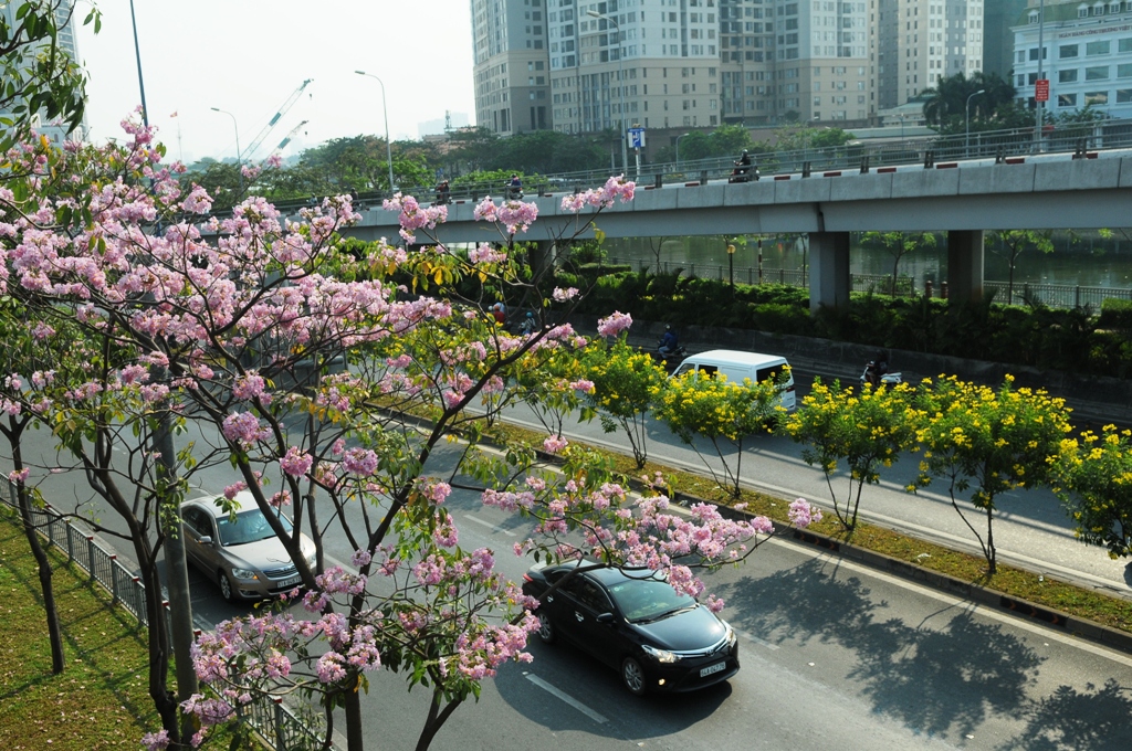 Không ngờ giữa Sài Gòn lại có “thiên đường” hoa kèn hồng đẹp như thế này - 7