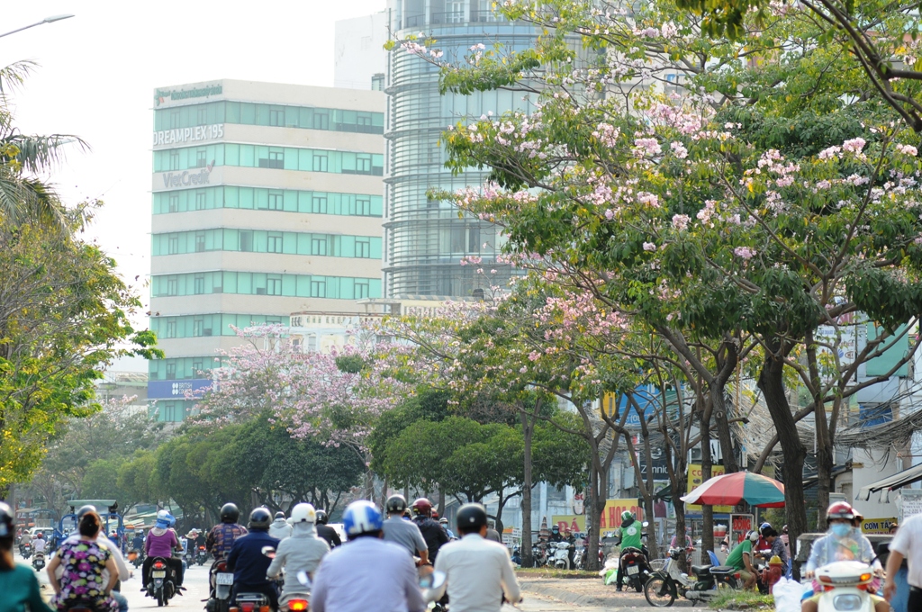 Không ngờ giữa Sài Gòn lại có “thiên đường” hoa kèn hồng đẹp như thế này - 10