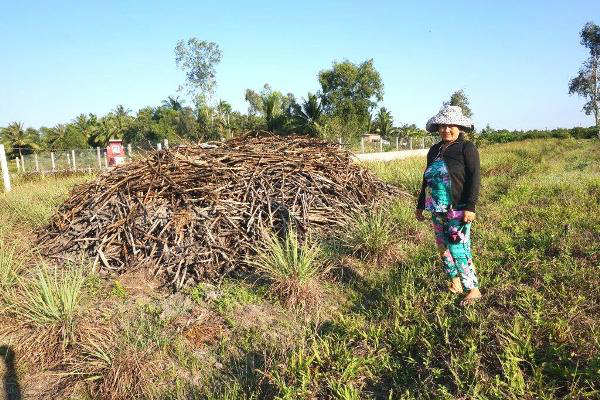 Long An: Nông dân mỏi mắt chờ nhà máy đường “giải cứu” mía - 3