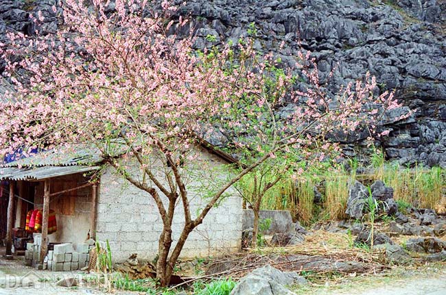 Ngắm hoa đào nở muộn tuyệt đẹp trên cao nguyên đá Đồng Văn - 1