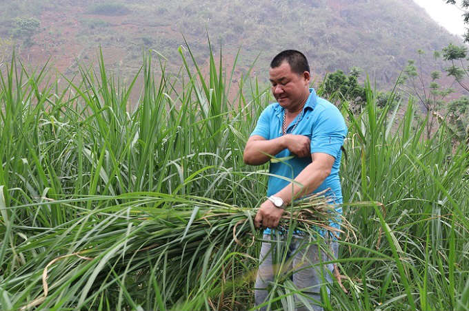 Trồng cỏ nuôi con uống nước lã, mỗi năm kiếm đôi trăm triệu đồng - 3