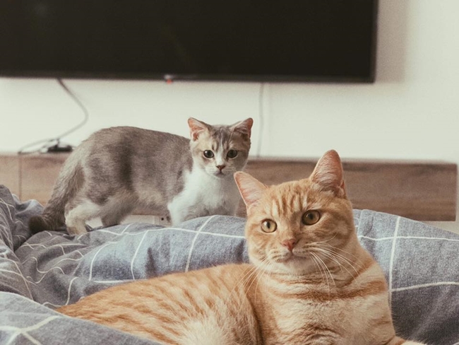 Ở nhà, cô còn nuôi thêm hai chú mèo xinh xắn.