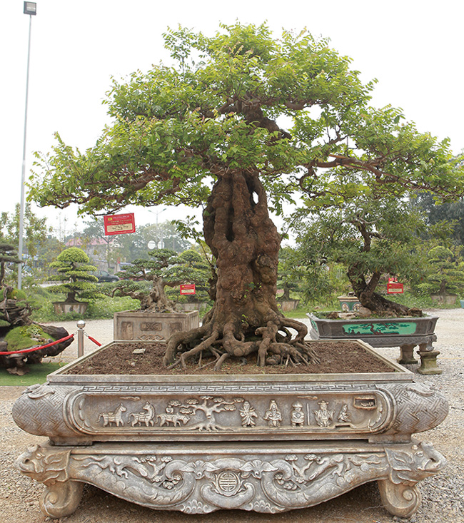 Tại triển lãm Sinh vật cảnh Dũng Tân năm 2019 (TP Sông Công, Thái Nguyên), cây khế “khủng”, dáng trực của ông Nguyễn Hồng Quang (TP Thái Nguyên) gây chú ý với người dân và giới chơi cây cảnh.