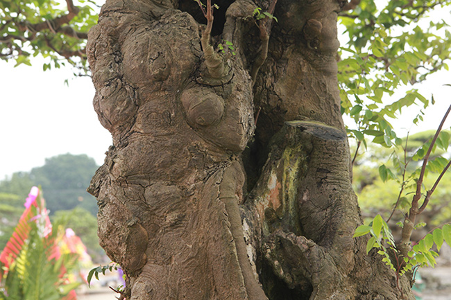 Kể về nguồn gốc của cây, ông Quang chia sẻ, cách đây 15 năm ông tình cờ mua được của những người dân tộc ở Thái Nguyên, lúc đó cây không có tay cành, chỉ có thân không