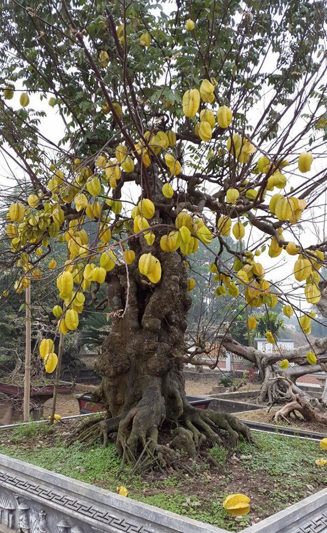 Cây to, lùn nhưng sai trĩu quả. Tính ra phải 100kg quả/mùa, ông Quang cho biết