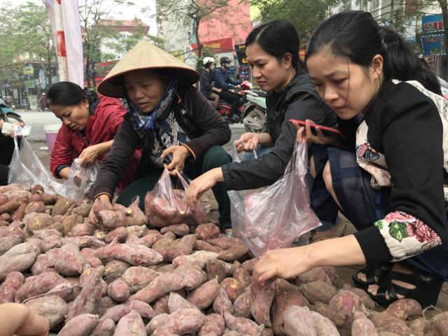 Người Hà Nội tiêu thụ hàng trăm tấn khoai lang Nhật chỉ trong vài ngày