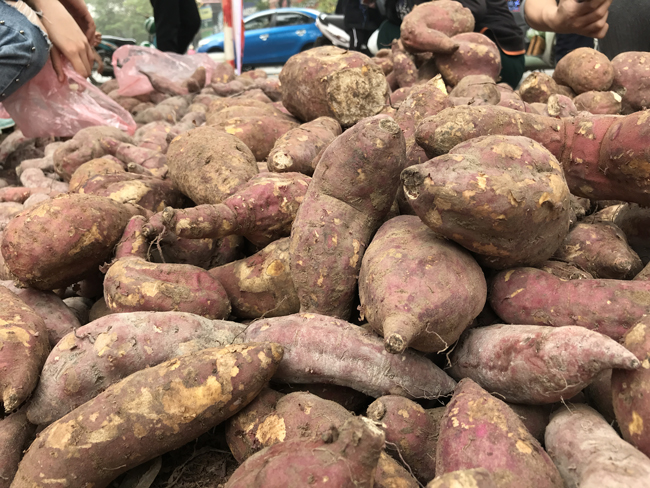 Vài ngày trở lại đây, một số địa điểm ở Hà Nội bày bán khoai lang nhật với giá khá rẻ, chỉ 13.000 đồng/kg.