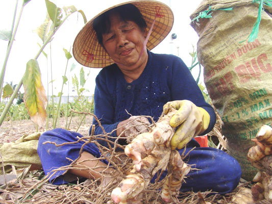 Giá riềng &#34;chết đói&#34;, 1kg công đào riềng bọt bèo bằng... viên kẹo - 6