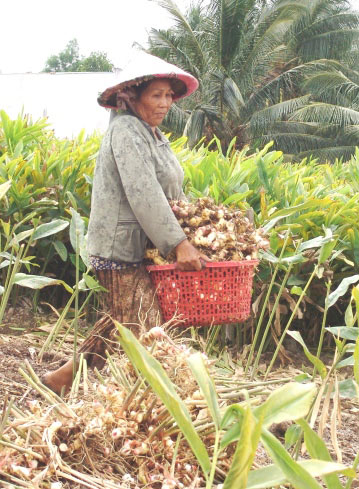 Giá riềng &#34;chết đói&#34;, 1kg công đào riềng bọt bèo bằng... viên kẹo - 8