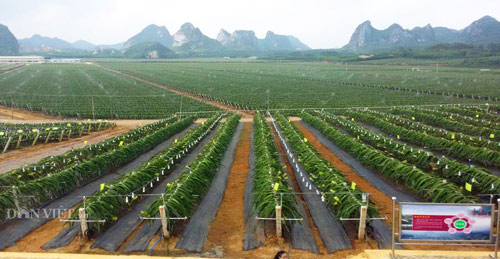 Trung Quốc trồng ồ ạt thanh long, Việt Nam tìm gấp thị trường mới - 1