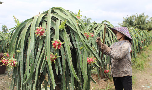 Trung Quốc trồng ồ ạt thanh long, Việt Nam tìm gấp thị trường mới - 2