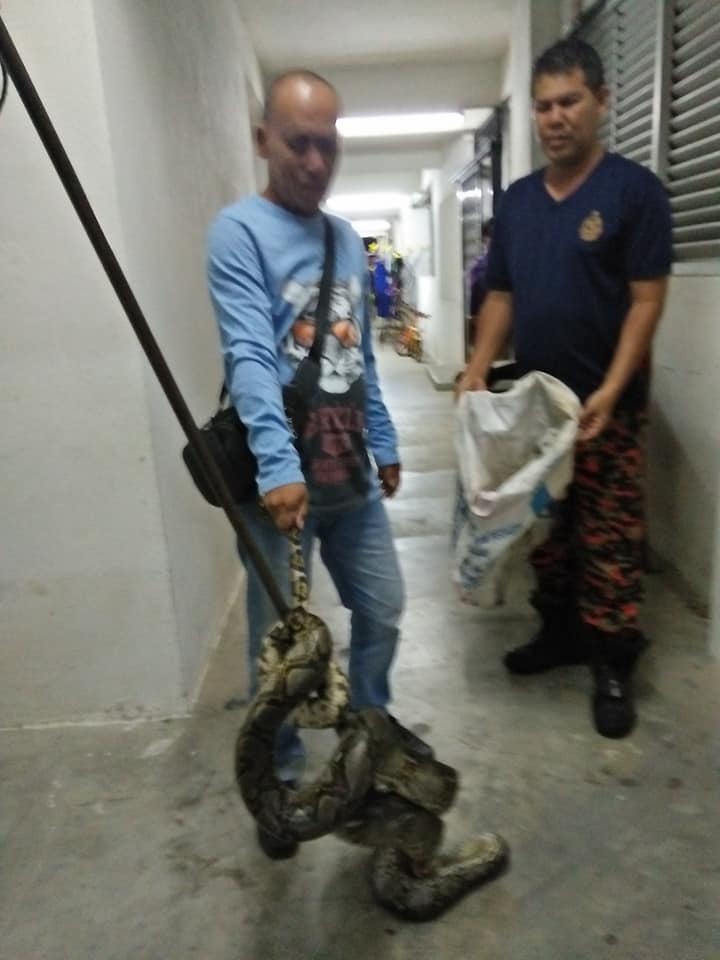 Malaysia: Choàng tỉnh lúc 4 giờ sáng, thấy trăn dài 3 mét quấn quanh cổ - 1