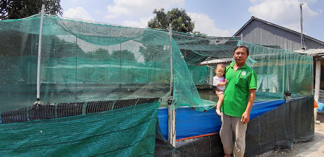 An Giang: Nuôi cá lóc trên cạn, vừa bế cháu mà vẫn kiếm 150 triệu - 1