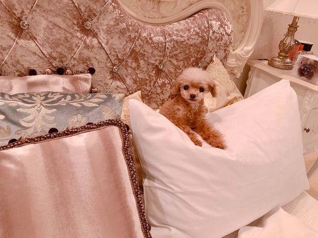 Người đẹp hiện sống độc thân cùng một chú chó cưng. Dù khoe ảnh cún cưng song người hâm mộ chỉ chú ý tới chiếc giường ngủ có thiết kế lộng lẫy, xa hoa như một nữ hoàng của Kirara.