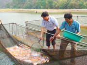 Thị trường - Tiêu dùng - Bỏ “phát đốt, chọc trỉa”, người Jrai nuôi cá lồng thu nhập như mơ