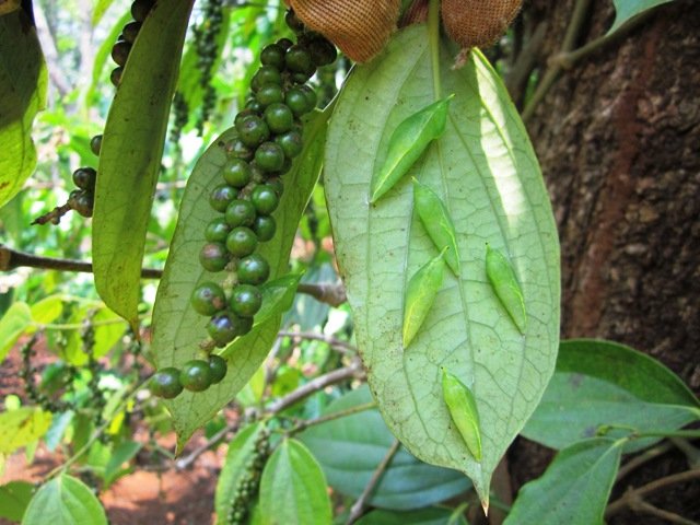 Món côn trùng chị em kinh sợ tránh xa lại là đặc sản &#34;vạn người mê&#34; - 6