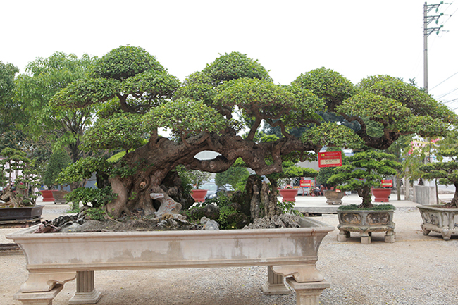 Tại triển lãm Sinh vật cảnh Dũng Tân năm 2019 (TP Sông Công, Thái Nguyên), cây duối cổ hơn trăm tuổi có tên “Long đàn Phượng vũ” (rồng bay phượng múa) của ông Vũ Văn Mai (Vĩnh Phúc) khiến nhiều người chơi cây cảnh trầm trồ, thán phục