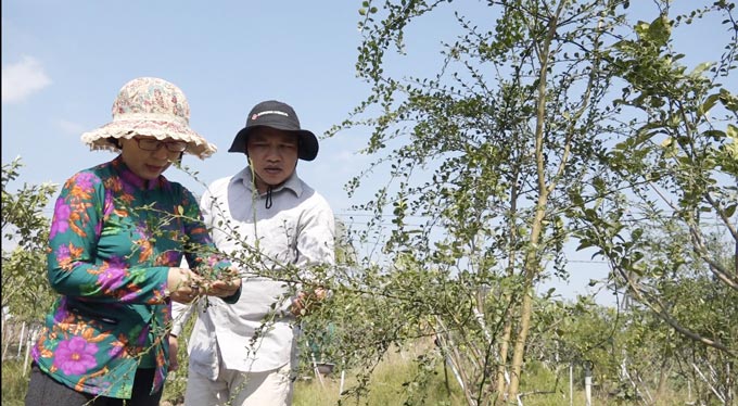 Chuyện lạ: Trái chanh dài như ngón tay, bên trong có hàng trăm... trứng cá tầm - 7