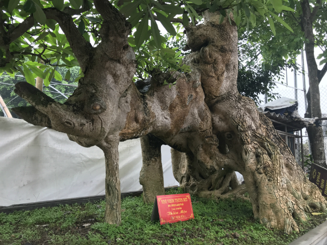 Theo ông, cây này mọc trên đỉnh của ngọn núi cao nhất ở Yên Thế &#40;Bắc Giang&#41;, nơi có thể nhìn sang Thái Nguyên.