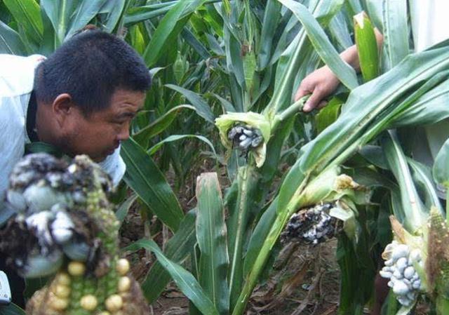 Ngô &#34;bệnh&#34;, món ăn kỳ lạ trông kinh khủng nhưng rất ngon của người Mexico - 4