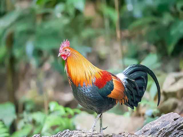 Giống gà quý hiếm ở Sri Lanka, ăn 1 miếng là lãnh án tù - 1