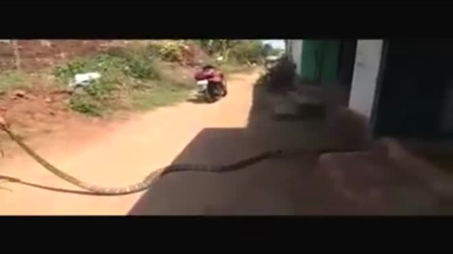 Video: Người đàn ông khuất phục hổ mang chúa khổng lồ dài 4m ở Ấn Độ - 1