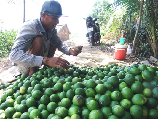 Chuyện lạ: Giá chanh tăng nóng, cắn răng lắp “mắt thần” chống trộm - 4