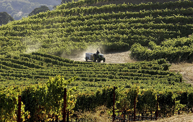Vào năm 1994, hai anh em mua lại nhà máy rượu vang Bordeaux, Rau Rauzan-Segla. Vào năm 2015, họ tiếp tục mua nhà máy rượu St. Supery ở Thung lũng California Napa. Việc mua bán đã củng cố vị thế của hai anh em trong ngành rượu vang