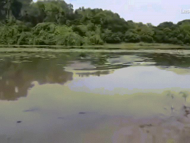 Cá sấu khổng lồ lao như tàu ngầm khiến cần thủ ”bạt vía”