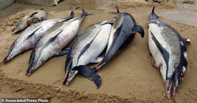 1.100 con cá heo chết thảm, mất vây dạt bờ biển Pháp - 1