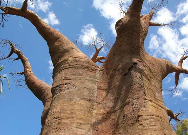 Loại cây khổng lồ ở châu Phi, người dân có thể sống bên trong và hái quả để ăn - 1