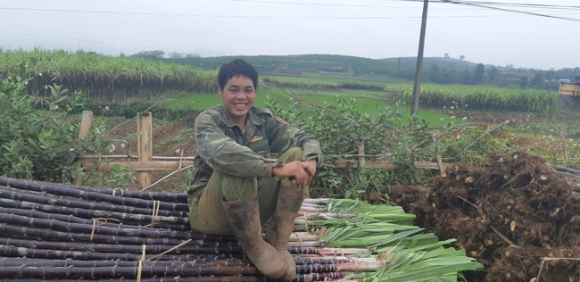 Hòa Bình: 3.100ha mía tím trong tay thương lái, nhiều mía để làm gì? - 1