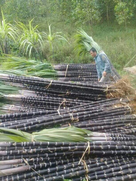 Hòa Bình: 3.100ha mía tím trong tay thương lái, nhiều mía để làm gì? - 2